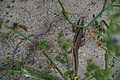DSC02952 - Bernhard Saalfeld