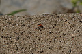DSC01818 - Bernhard Saalfeld