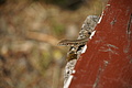 DSC01833 - Bernhard Saalfeld