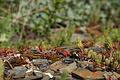 DSC01838 - Bernhard Saalfeld