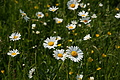 DSC01949 - Bernhard Saalfeld