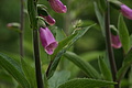 DSC01968 - Bernhard Saalfeld