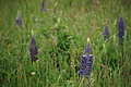 DSC01987 - Bernhard Saalfeld