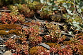 DSC02048 - Bernhard Saalfeld