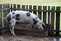 DSC00952 - Bernhard Saalfeld