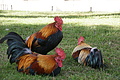 DSC08406 - Bernhard Saalfeld