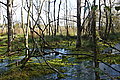 DSC02182 - Bernhard Saalfeld