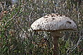 DSC02226 - Bernhard Saalfeld