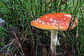 DSC02253 - Bernhard Saalfeld