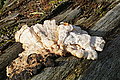 DSC02288 - Bernhard Saalfeld