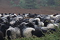 DSC02306 - Bernhard Saalfeld