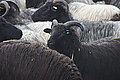 DSC02307 - Bernhard Saalfeld