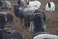 DSC02310 - Bernhard Saalfeld