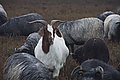 DSC02311 - Bernhard Saalfeld