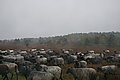 DSC02317 - Bernhard Saalfeld