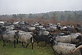DSC02318 - Bernhard Saalfeld