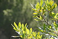 DSC02305 - Bernhard Saalfeld