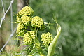 DSC02965 - Bernhard Saalfeld