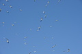 DSC03147 - Bernhard Saalfeld
