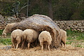 DSC04775 - Bernhard Saalfeld
