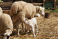 DSC04883 - Bernhard Saalfeld