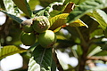DSC05007 - Bernhard Saalfeld
