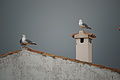 DSC03305 - Bernhard Saalfeld