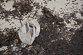 DSC03784 - Bernhard Saalfeld