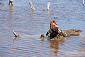 DSC04448 - Bernhard Saalfeld