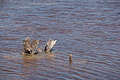 DSC04449 - Bernhard Saalfeld