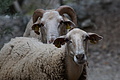 DSC03492 - Bernhard Saalfeld