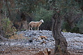 DSC03947 - Bernhard Saalfeld