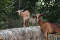 DSC04173 - Bernhard Saalfeld