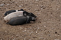 DSC04223 - Bernhard Saalfeld
