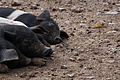 DSC04226 - Bernhard Saalfeld