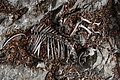 DSC04352 - Bernhard Saalfeld