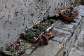 DSC04494 - Bernhard Saalfeld