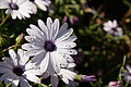 DSC05426 - Bernhard Saalfeld