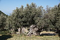DSC05700 - Bernhard Saalfeld