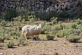 DSC06104 - Bernhard Saalfeld