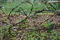DSC06208 - Bernhard Saalfeld