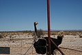 NAMIB0013_DSC06427 - Bernhard Saalfeld
