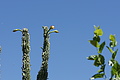 NAMIB0022_DSC01996 - Bernhard Saalfeld