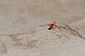 NAMIB0027_DSC02001 - Bernhard Saalfeld
