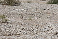 NAMIB0035_DSC02006 - Bernhard Saalfeld