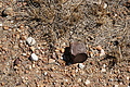 NAMIB0045_DSC06442 - Bernhard Saalfeld