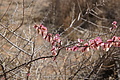 NAMIB0046_DSC06443 - Bernhard Saalfeld
