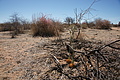NAMIB0047_DSC06444 - Bernhard Saalfeld