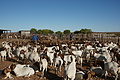 NAMIB0049_DSC06446 - Bernhard Saalfeld
