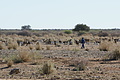 NAMIB0081_DSC02009 - Bernhard Saalfeld